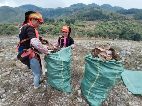 Người dân xã Ma Ly Pho phơi củ chuối thuê.